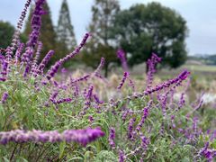 -花开海上生态园