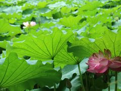 -陈家山荷花公园