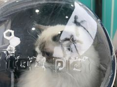 -博特宠物医院24h犬猫全科.骨科·异宠