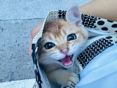 -动物缘宠物医院·骨科·猫科(西二环店)