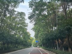 -铁山坪森林公园