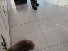 -全心全意连锁动物医院·微创中心·内科急重症·心脏专科(丰管路店)