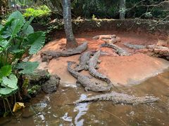 -海南热带野生动植物园