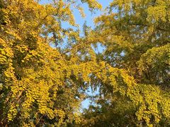 -三里屯东五街银杏大道