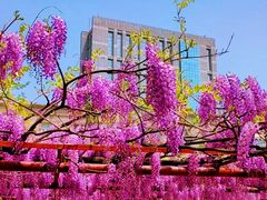 -嘉定紫藤园