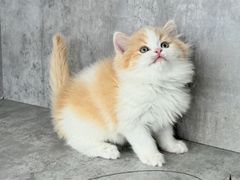 -小猫来了·猫舍(红山六九七九店)