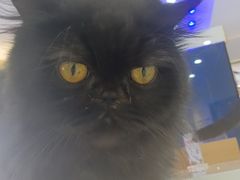 -喵园·猫主题咖啡厅·撸猫·猫咖(国贸店)