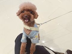 -帕帕拉兹宠物(亚洲旗舰店)