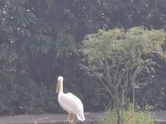 -广州长隆飞鸟乐园