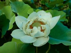-白洋淀景区