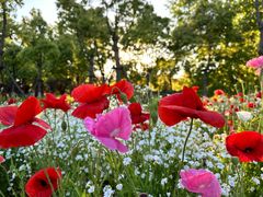 -春花秋色城市公园