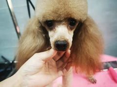 -宠福鑫康馨动物医院·骨科·眼科