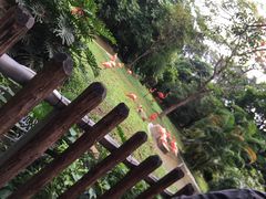 -深圳野生动物园