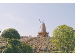 -大塘金香草谷