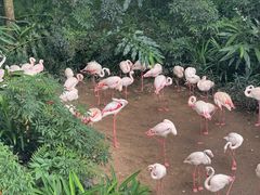 -新加坡飞禽公园