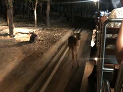 -清迈夜间动物园