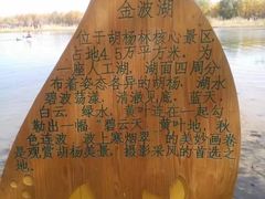 -金塔沙漠胡杨林景区