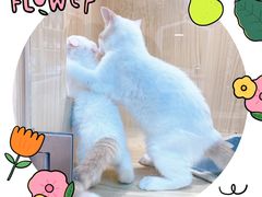 -屋虎猫馆(宝安大仟里店)