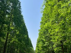 -黄海国家森林公园