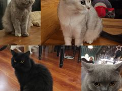 -猫小院猫主题咖啡厅(北锣店)