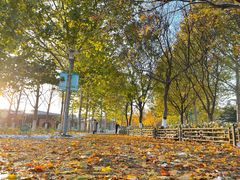 -大兴滨河森林公园