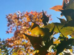 -北京西山国家森林公园