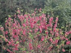 -南国桃园旅游度假区