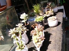 -曲阳花鸟市场(曲阳路店)