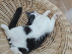 -李小姐の猫咖啡馆(五角场店)