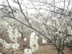 -广州市流溪河国家森林公园