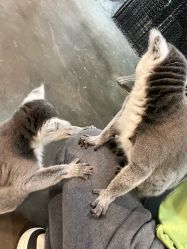 -Zoolung Zoolung动物主题公园(海信广场店)