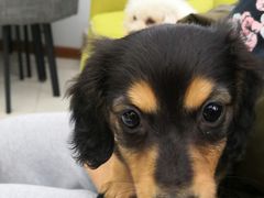 -翊宠yipet猫狗购宠庄园犬舍•猫舍