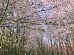 -上海共青森林公园