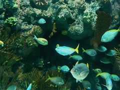 -上海海洋水族馆
