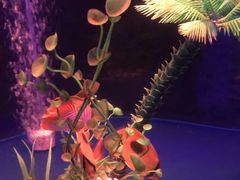 -中环花鸟鱼虫市场