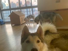 -Husky Go! 哈士奇体验馆·宠物咖啡厅狗咖