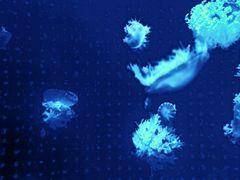 -多彩贵州城极地海洋世界