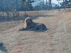 -西霞口神雕山野生动物世界