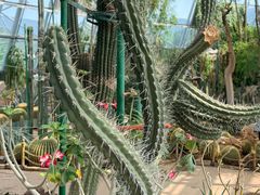 -北京植物园-展览温室