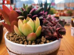 -荷兰花海