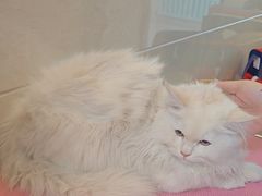 -北京观赏动物医院·24小时大型综合·猫专科·异宠专科