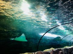 -悉尼海洋生物水族馆