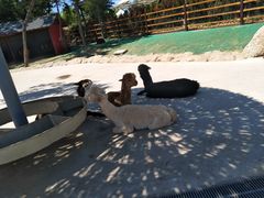 -西霞口神雕山野生动物世界