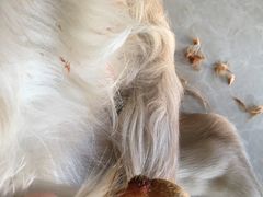 -瑞派福兴宠物医院犬猫全科·骨科·中西医结合(河东店)