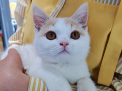 -喵的天空名猫咖啡馆·撸猫·猫舍·用品