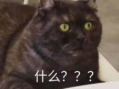 -团子家猫咪猫咖馆·柯基·柯尔鸭