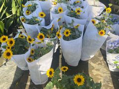 -龙大花卉苗木市场