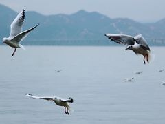 -深圳湾公园(南山区)