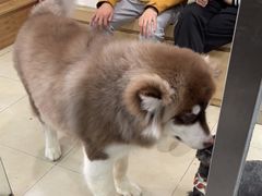 -宠福鑫康馨动物医院·骨科·眼科