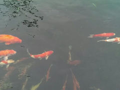 android_upload_pic-湖鲜楼